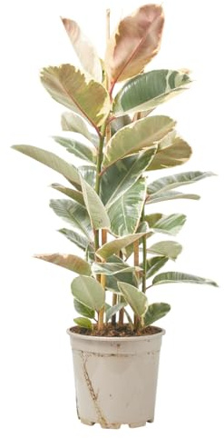 Verdecora Ficus Tineke maceta 4L | Ficus elastica ‘Tineke’ | Planta de Interior con Follaje Variegado | Ideal para Decoración de Hogar u Oficina
