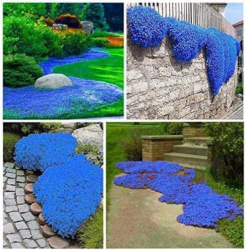 20.000 semi Timo blu strisciante, varietà perenne senza OGM, si diffonde lentamente come un tappeto blu naturale a causa della sua natura strisciante.
