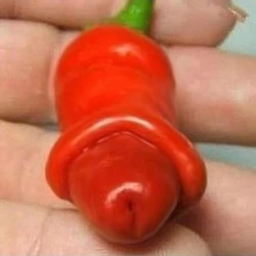 Roadoor 30 Unids Semillas de Chile de Pene de Pimienta Pornográfica Planta Vegetal Especial Decoración de Jardín Semillas de Jardinería para Plantar Ahora 30 Piezas Semillas de Pimiento#