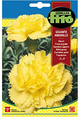 Semillas Fitó 547 - Semillas de Clavel Gigante Amarillo