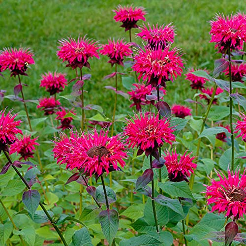 Semi di melissa, ortica indiana, arredamento del soggiorno, da appartamento esotiche da interno, vecchie varietà in vaso giardino biologiche 500pcs