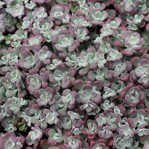 6x Orpin spurium 'Purpurteppich' – Sedum spurium 'Purpurteppich' – Godet 9x9cm | Fleurs pourpres, feuillage dense