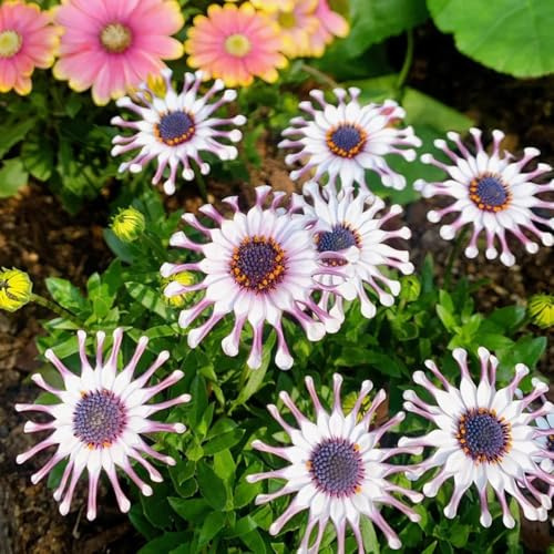 Cesto del mantello ornamentali per luoghi soleggiati Semi di margherita del Capo primaverili, resistenti in vaso di semi rampicanti, da giardino 600semi