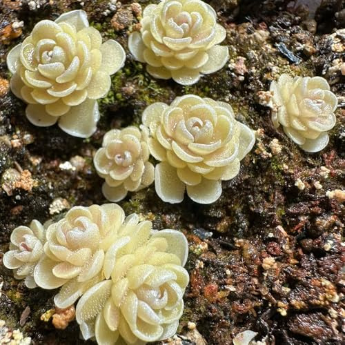 Fettkraut Fleischfressende, grünpflanzen balkonpflanzen Fettkraut Pinguicula vulgaris, wohnzimmer deko immergrüne winterhart 10Samen
