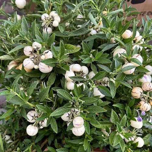 Pera melone, semi di pera melone - giardino per giardinieri acquistare da frutto da frutto colonnari colonnare frutteto semi di resistenti 10pcs