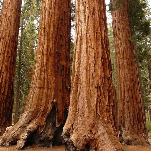 15 Semi - Semi Sequoia gigante albero (Sequoiadendron giganteum)