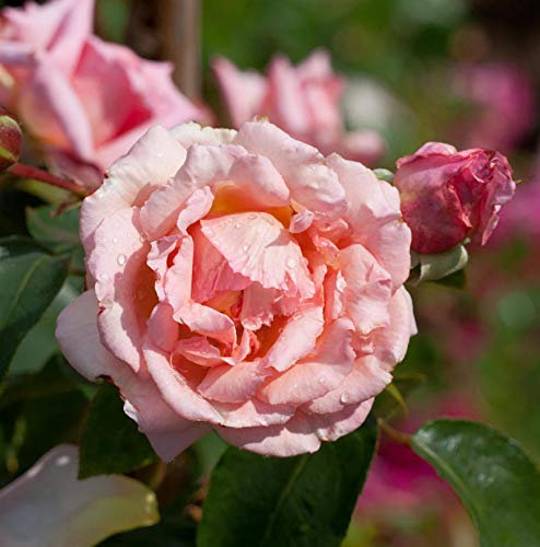 Kletterrose Compassion® 30-60cm