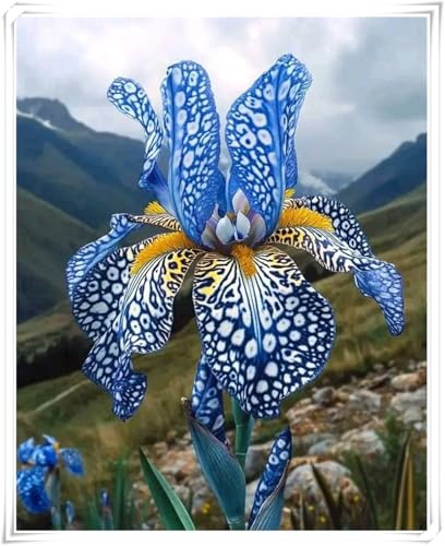 Bulbos de Iris - Fáciles de Cultivar en Jardines y Macetas - Adaptados al Clima Mediterráneo - Iris bulbos-6 Bulbos