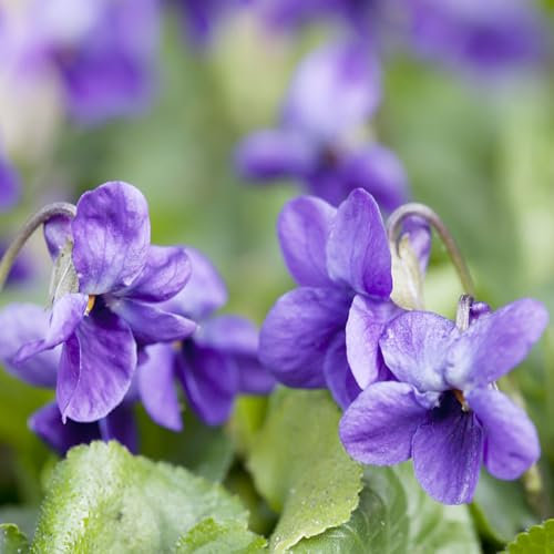 Duftveilchen samen - Duftveilchen samen winterhart zimmerpflanze balkon deko gewächshaus balkon winterfeste pflanzen für kübel blumendeko winterharte stauden - Seltene pflanzen - 100pcs