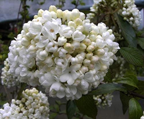 Schneeball Eskimo - Viburnum Eskimo - blütenreich - stark duftend - 30-40cm
