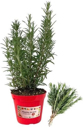P. Piantine da Orto | Rosmarino, Pianta in Vaso Diametro 14 cm, Pianta Pronta per il Trapianto, Pianta Vera da Esterno, Piantina Aromatica per Balcone o Terrazzo, Vivaio Italiano
