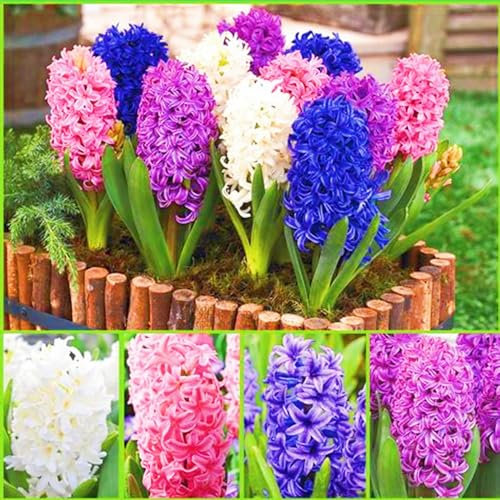 Hyazinthenzwiebel-Winterhart MehrjäHrig,Hyazinthen Zwiebeln,HyazinthenblüTen,Hyazinthen Rhizome,Traubenhyazinthen,Schnittblumen-2zwiebeln-e