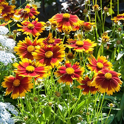 Coreopsis UpTick Gold & Bronze - Tickseed | Potted Perennial Plants Garden Ready (10-20cm Incl. Pot)