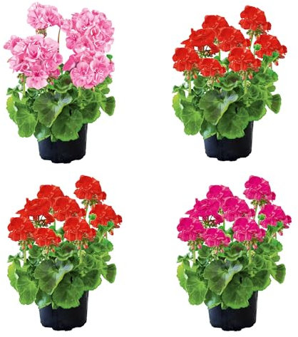 4 Unidades de Geranio Naturales Plantas de Exterior de Aspecto Primaveral