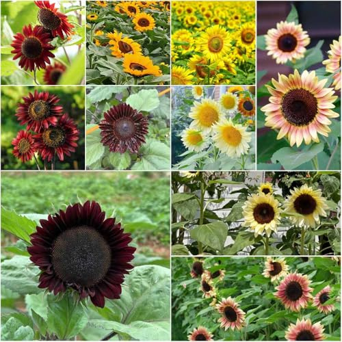 Semillas de girasol perennes resistentes de interior semillas - Serie raras - verano para jardín interior 200pcs