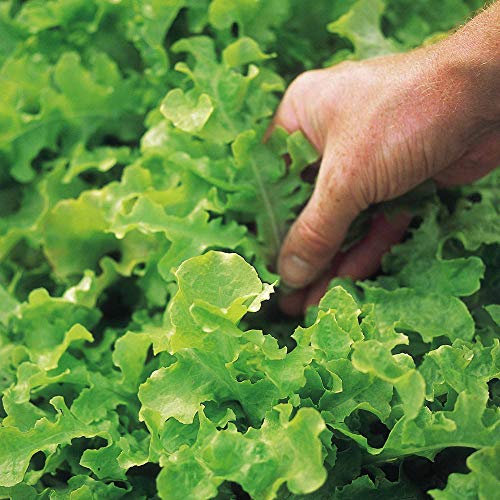 Suttons Lettuce Seeds - Salad Bowl Average Packet Content 1300 Seeds. Grow Your own Lettuce