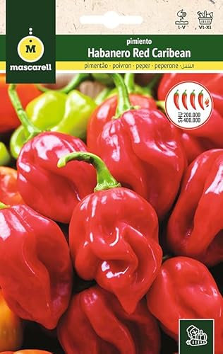 Mascarell Graines, Poivron, Graines Potager Poivre Havanier Rouge Caraïbes Créez votre propre potager urbain et culture à la maison, plantes horticoles, 0,3 g