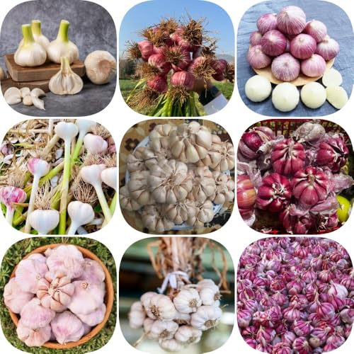 semillas de ajo de invierno extraño variedades antiguas jardín ajo invierno perennes resistentes jardín del balcón verdes exótico variedades 500pcs