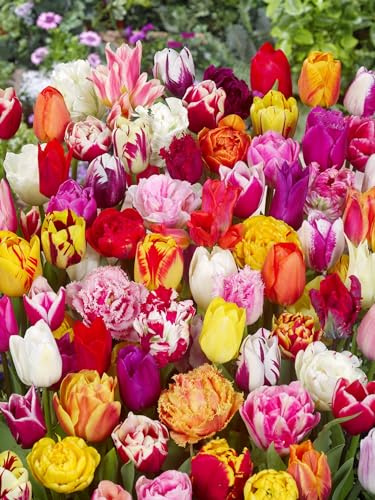 CSL SUNRISE Premium Mix Pflückgarten 25 Stück Tulipa Blumenzwiebeln Tulpenzwiebeln Früh und Spätblüher in verschiedenen Zwiebelgrößen