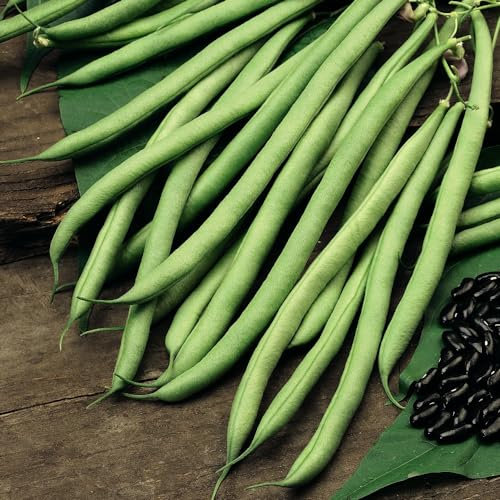 Climbing French Bean Cobra - RHS AGM Variety with Exceptional Flavor - Continuous Cropping for Extended Harvest - Attractive Mauve Flowers - Versatile - 1 x Seed Packet, 1x Bulk Pack by Suttons