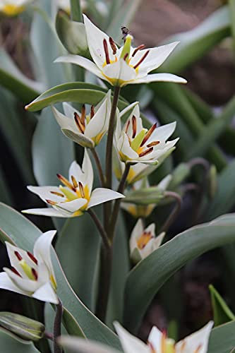 Blumenhandel Ullrich Wildtulpen Turkestanica Botanische Tulpen Tulpenzwiebeln (10 Blumenzwiebeln)