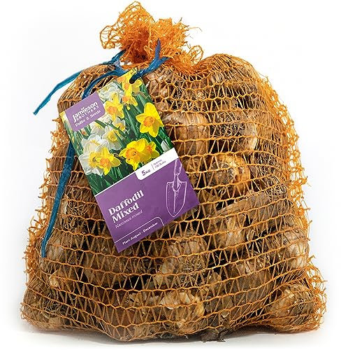 Mixed Variety Daffodil Bulbs 5kg – Large Sack Approx. 100 of Mixed Daffodils – Plant in UK Outdoor Autumn Gardens Now, Borders & Flowerbeds – by Jamieson Brothers