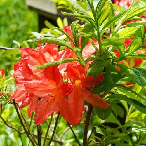 YouGarden Orange Azalea Japanese Evergreen Shrub (Plant in Pot 9cm), Deep Reddish Orange Flowering Plant for Borders or Patio Pots, Hardy Compact Shrub with Year Round Foliage