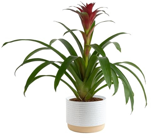 Costa Farms Bromeliad Live Plant in Decorative Pot, Flowering Indoor Houseplant, Perfect for Home, Room, or Office Decor, Great House Warming or Birthday Gift, 16-20 Inches Tall