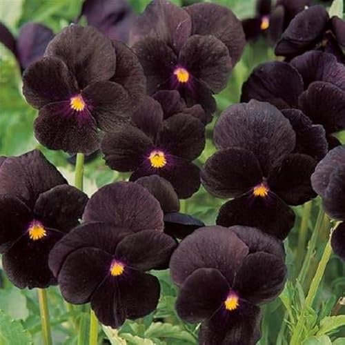Helza Stiefmütterchen Twix Black, Zwartz, Holländische Veilchen, 200 stück, Blumensamen für Garten und Balkon, Pflanzensamen, Saatgut von Kulturpflanzen