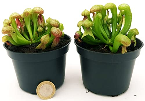 POWERS TO FLOWERS - DARLINGTONIA, PIANTA CARNIVORA, PIANTA DRAGO, 2 PIANTE, vaso 9cm diametro, piante vere