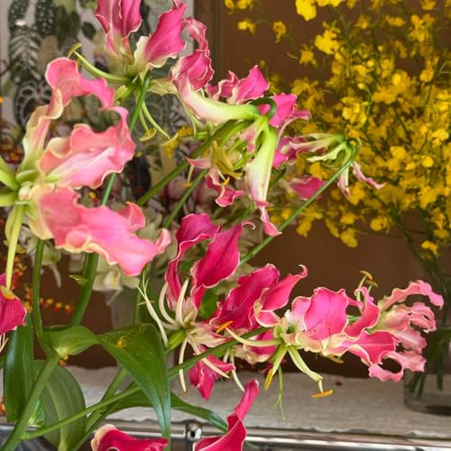 7bulbos de lirio de llama - acónito invierno, para el balcón resistentes para el jardín, balcón, exóticas resistentes jardín perennes lugares