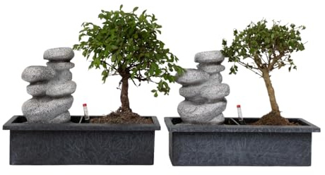 Plant in a Box - Bonsai med vattenfall 'Stones' - Kvantitet: 2 - Bonsai - Grön - Krukväxt - Krukstorlek 29 cm - Höjd 25-35cm