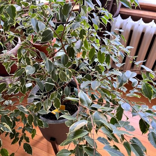 100 pcs birkenfeige samen - Ficus benjamina - winterharte stauden, nachhaltige geschenke für frauen birkenfeige zimmerpflanze bonsai samen, hochbeet balkon saatgut, nachhaltige geschenke