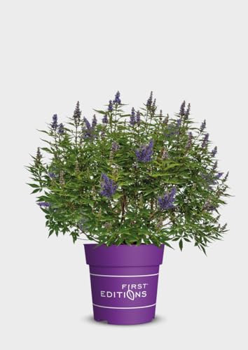 Vitex, Keuschbaum, Delta Blues, violette Blüten, Zierstrauch, pflegeleicht, winterhart, Gartenpflanze, dekorativ, duftend