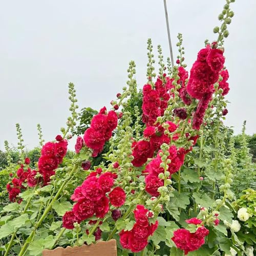 malvas, malva real - Decoración orgánica balcón semillas de malva real semillas de silvestres sombra Decoraciones otoñales un jardín resistente 2000semillas