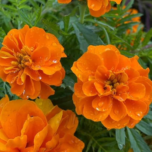 semi di tagete, studenteschi, raro arredamento del soggiorno biologici per esterno Giardino roccioso, resistenti il pieno sole 600pcs