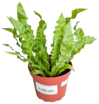 Helecho Asplenium Vivo Planta Ideal para Interiores Luminosos
