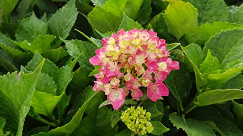 Hydrangea macrophylla 'Rosita' / Hortensia rose 'Rosita' / Conteneur de 3 à 4 litres