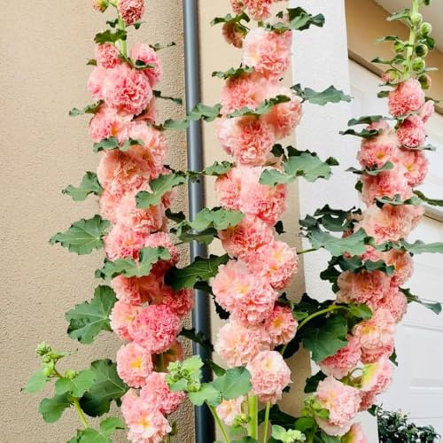 Semi di malvarosa-regali per gli amanti del giardino-decorazione soggiorno coltivazione-decorative recisi-Molto adatti alle e agli 350pcs