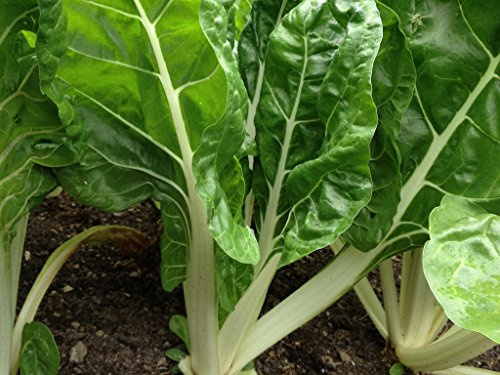 300 Fordhook Giant Swiss Chard Seeds for Planting 7+ Grams of Seeds Non GMO and Heirloom Survival Vegetable Garden