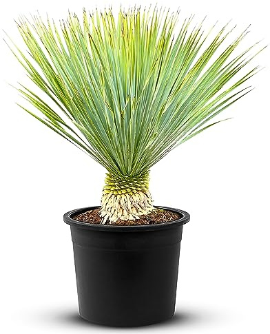 Tropictrees Becco Yucca Rostrata con altezza del gambo di 10-20 cm | Palma Yucca accattivante e resistente alla siccità con foglie a forma di spada | Pianta d'appartamento celeste per il vostro