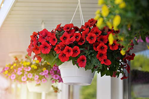 Petunia Scarlet Red 50 Seeds - Superior Branching,Compact Plants,More Flowers