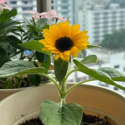 semillas de girasol perennes resistentes - interior jardín orgánicas 50pcs