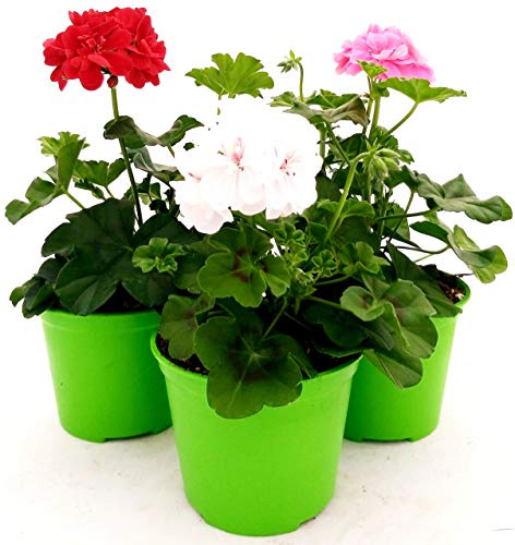 POWERS TO FLOWERS - GERANIO EDERA DOPPIO HERCULES, PELARGONIUM, 3 PIANTE VASO 14, ROSA-BIANCO-ROSSO, piante vere