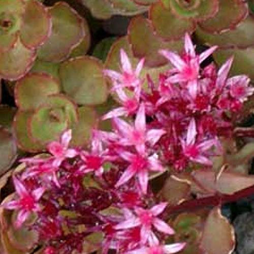 6 x Orpin spurium 'Schorbuser Blut' - Sedum Spurium 'Schorbuser Blut' - Godet 9x9 cm, Fleurs Rose Vif, Résistant au Froid