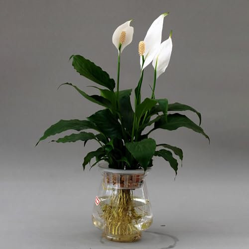 50 pcs einblatt zimmerpflanze samen, winterharte blumen, garden einblatt spathiphyllum pflanzen samen indoor, pflanzen winterhart gartensamen, kübelpflanzen winterhart blumen samen