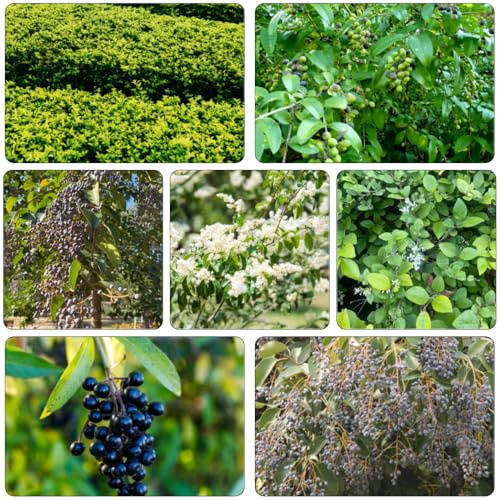 semillas seto de aligustre jardín del balcón trepadoras resistentes al invierno trepadoras de rápido crecimiento jardín seto aligustre otoño, resistentes al 75pcs