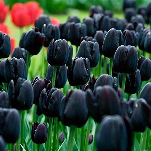 Tulip Bulbs-Romantic purple flowers, wonderful gardening planting flowers, surprise Valentine's Day gifts-10 Bulbi:Seeds only