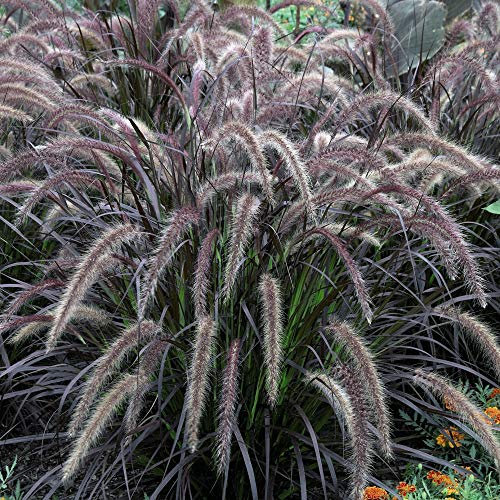 Pennisetum ‘Rubrum’, Hardy Perennial in 9cm Pot x 1 by Thompson and Morgan