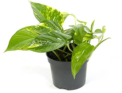 Scindapsus aureum, Efeutute, echte Zimmerpflanze grün, 12cm Topfdurchmesser, Höhe ca. 15cm, 1 Pflanze